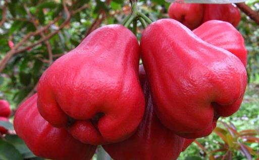 蓮霧幾月份成熟上市 蓮霧是什么季節的水果