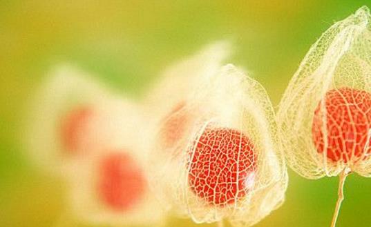 姑娘果什么時候熟 姑娘果成熟季節