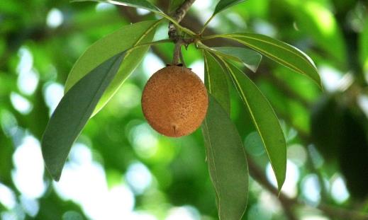 人心果什么時候成熟 人心果成熟季節