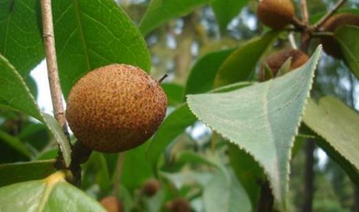 人心果什么時候成熟 人心果成熟季節