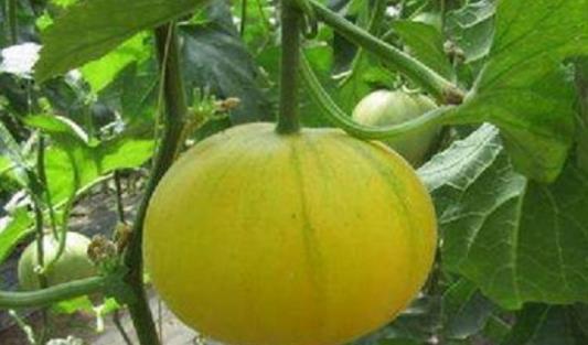 伊麗莎白瓜什么時(shí)候成熟 伊麗莎白瓜成熟季節(jié)