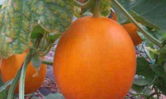 伊麗莎白瓜什么時(shí)候成熟 伊麗莎白瓜成熟季節(jié)