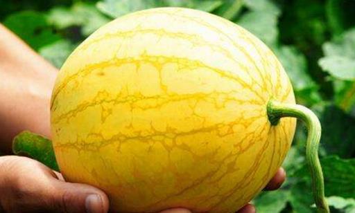 伊麗莎白瓜什么時(shí)候成熟 伊麗莎白瓜成熟季節(jié)