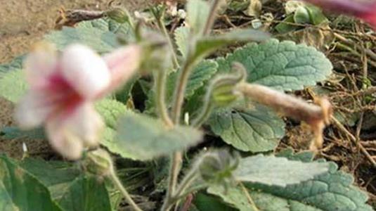 生地什么時候采收 生地的采收時間