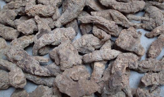 生地什么時候采收 生地的采收時間