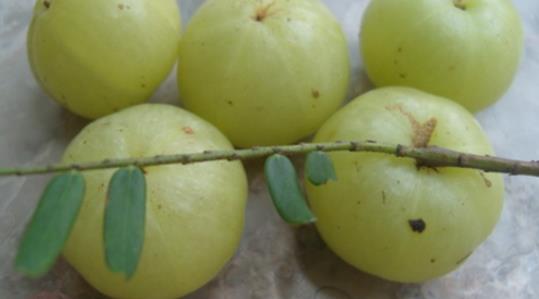 余甘果什么時候成熟 余甘果的成熟時間