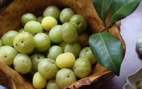 余甘果什么時候成熟 余甘果的成熟時間