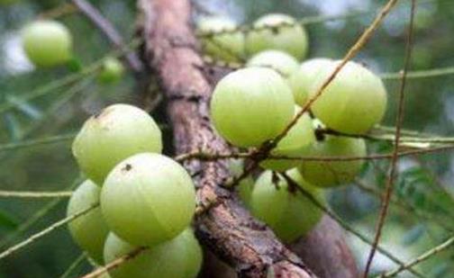 余甘果什么時候成熟 余甘果的成熟時間