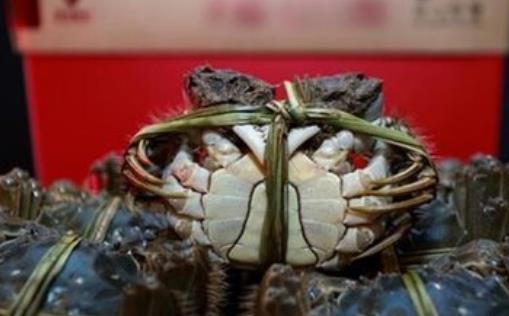 紅印蟹什么時候上市 紅印蟹上市時間