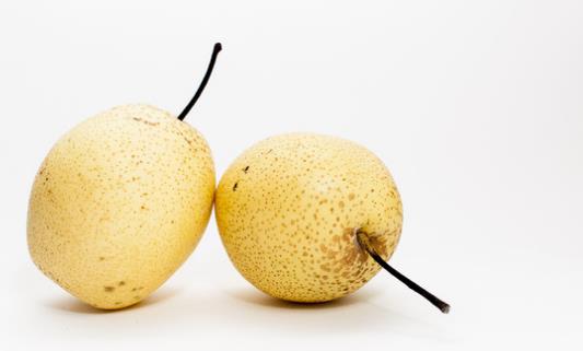 雪花梨什么時(shí)候成熟?雪花梨幾月份成熟