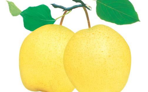 雪花梨什么時(shí)候成熟?雪花梨幾月份成熟