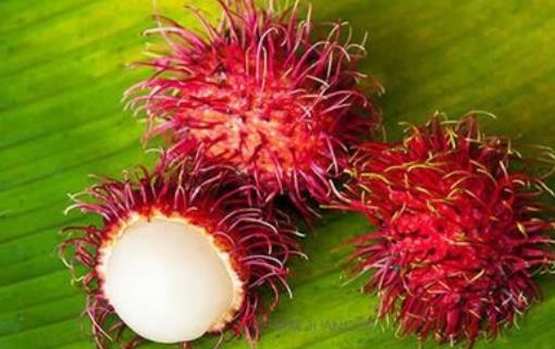 紅毛丹什么時候成熟 紅毛丹成熟季節