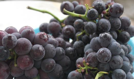 戶太八號什么時候成熟?戶太八號幾月份成熟