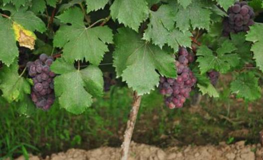 戶太八號什么時候成熟?戶太八號幾月份成熟