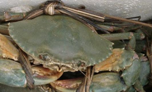 海螃蟹什么時候最肥?海螃蟹什么季節最好吃