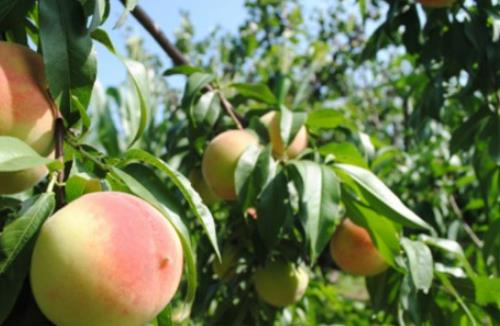 久保桃什么時(shí)候成熟 久保桃成熟季節(jié)