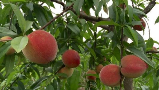 脆桃什么時候上市 脆桃上市時間