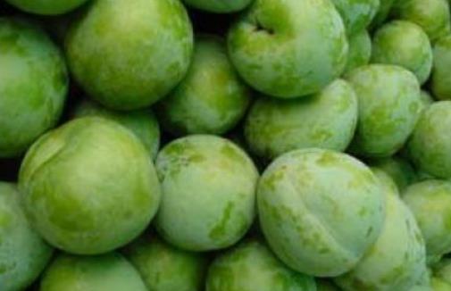 奈李什么時候成熟?奈李成熟季節