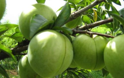 奈李什么時候成熟?奈李成熟季節