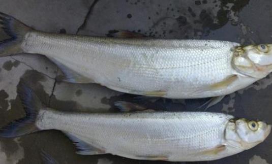 翹嘴魚(yú)什么時(shí)候好釣 翹嘴魚(yú)最佳垂釣時(shí)間