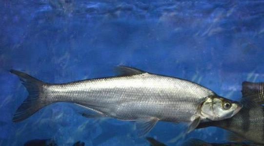 翹嘴魚(yú)什么時(shí)候好釣 翹嘴魚(yú)最佳垂釣時(shí)間