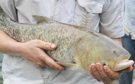 翹嘴魚(yú)什么時(shí)候好釣 翹嘴魚(yú)最佳垂釣時(shí)間