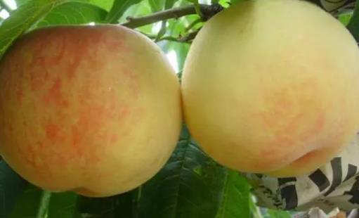 無(wú)錫水蜜桃什么時(shí)候上市 無(wú)錫水蜜桃上市時(shí)間