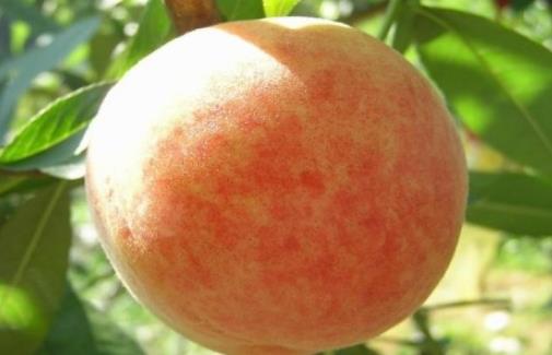 無(wú)錫水蜜桃什么時(shí)候上市 無(wú)錫水蜜桃上市時(shí)間