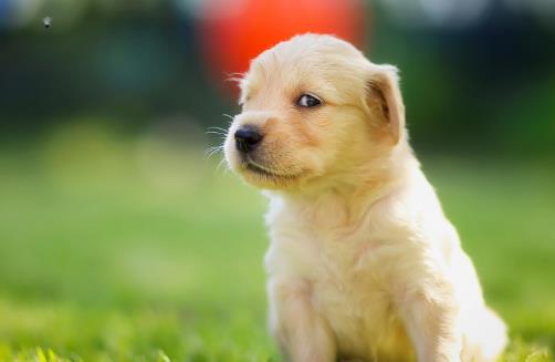 金毛什么時候爆毛 小狗什么時候爆毛