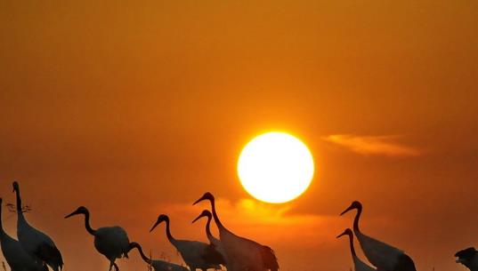 扎龍濕地什么時候去好 扎龍濕地最佳旅游時間
