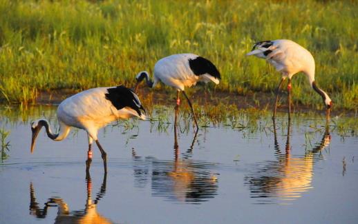 扎龍濕地什么時候去好 扎龍濕地最佳旅游時間