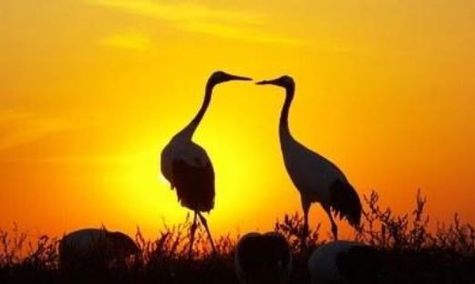 扎龍濕地什么時候去好 扎龍濕地最佳旅游時間