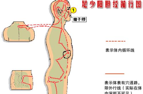 敲膽經(jīng)的最佳時(shí)間 什么時(shí)候敲膽經(jīng)最好