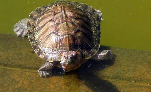 烏龜什么時候冬眠 烏龜冬眠時間