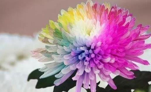 2018肥鄉菊花節什么時候開幕 肥鄉菊花節持續多久時間