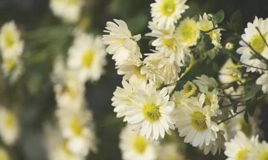 2018肥鄉菊花節什么時候開幕 肥鄉菊花節持續多久時間