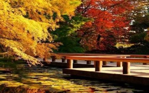 溫哥華楓葉什么時候紅 溫哥華楓葉開始紅的時期