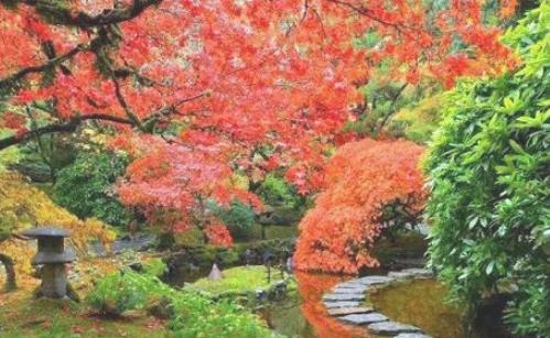 溫哥華楓葉什么時候紅 溫哥華楓葉開始紅的時期