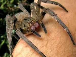 ?世界上十大劇毒蜘蛛排行榜,巴西游走蛛可使男人終生陽痿