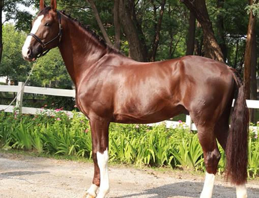 世界十大名馬排行榜,純血馬跑得最快,阿拉伯馬價格上億!