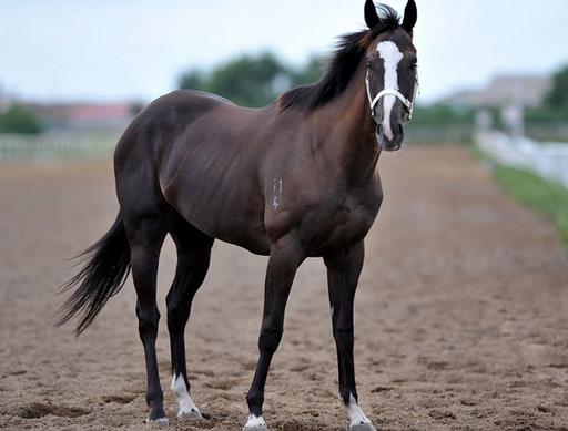 世界十大名馬排行榜,純血馬跑得最快,阿拉伯馬價格上億!