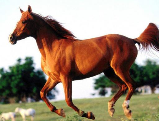 世界十大名馬排行榜,純血馬跑得最快,阿拉伯馬價格上億!