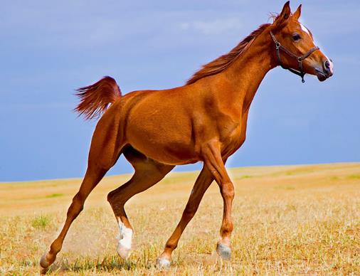 世界十大名馬排行榜,純血馬跑得最快,阿拉伯馬價格上億!