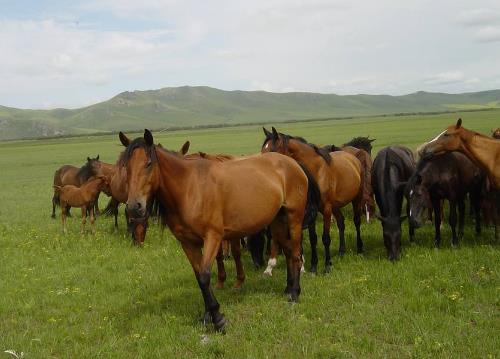 世界十大名馬排行榜,純血馬跑得最快,阿拉伯馬價格上億!
