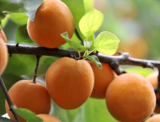 世界水果之王排名,獼猴桃、榴蓮營養(yǎng)價(jià)值都很高