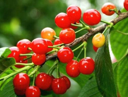 世界水果之王排名,獼猴桃、榴蓮營養(yǎng)價(jià)值都很高