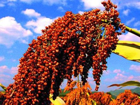 十大營養粗糧排名,吃粗糧高粱通便清胃,但不建議多吃