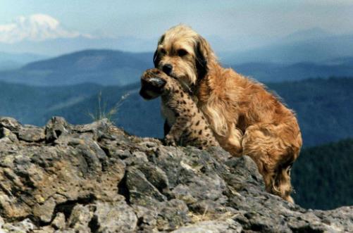 2019十大感人狗狗電影,忠犬八公的故事令人落淚,叢林赤子心很經(jīng)典