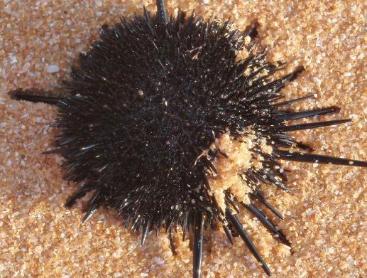 海洋里最小的十大動物排名,露比精靈燈是最小脊椎動物,豆蟹像豌豆