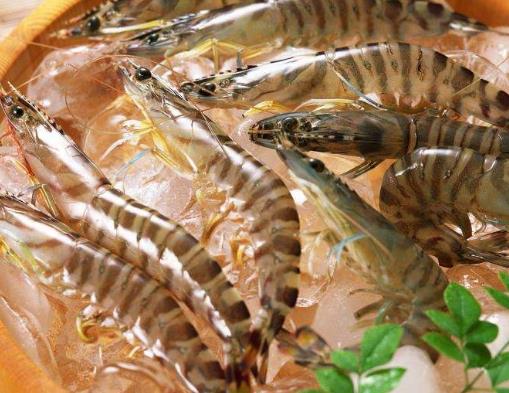 海洋里最小的十大動物排名,露比精靈燈是最小脊椎動物,豆蟹像豌豆